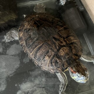 ミドリガメ（ミシシッピアカミミガメ）メス 21才