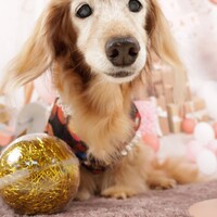 舞桜（まろん）