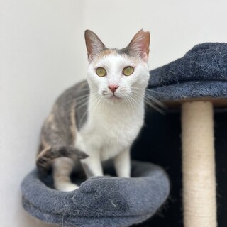 すりすり大好き食いしん坊な女の子！さくらちゃん