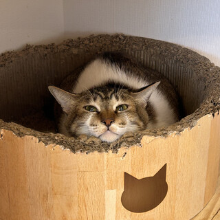 ビビリさんだけど優しい男の子！けんぴくん