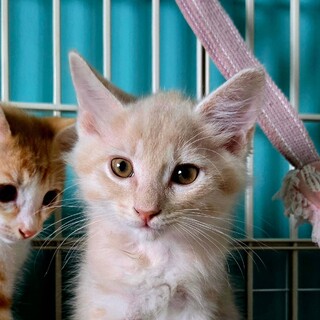 7/6ハウジングプラザ浦和参加　クリス君