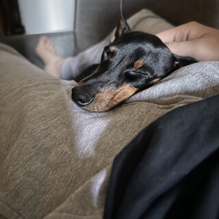 ミニチュアピンシャー　5ヶ月の男の子