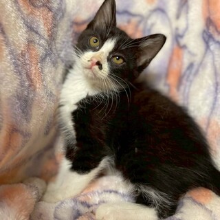 8/17カインズ浦和美園参加　 グリ君