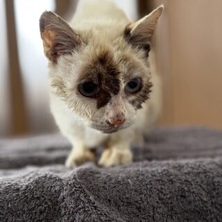 【目元の模様がトレードマーク】アッシュちゃん