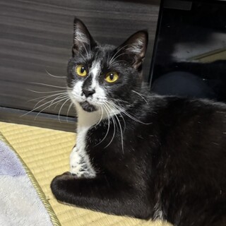 黒ゴマ模様が可愛い男の子！ 甘えん坊のビーくん