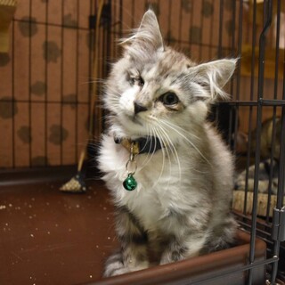 ありがとうですモフモフ甘えん坊ウリ2カ月