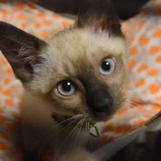 ありがとうです。シャム猫MIXミカくん