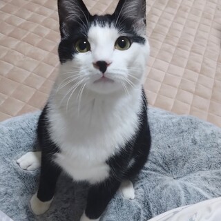 ※おうち決定※前髪靴下猫、ぱっつん♂