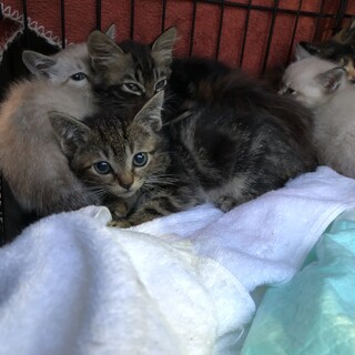 さすけねこ 出品 さすけねこ。が投稿した里親募集 :: ペットのおうち【里親決定29