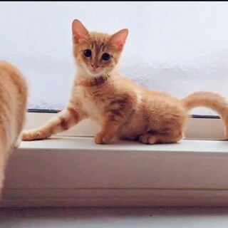 撫でられるとうっとり 生後2ヶ月の茶トラの女の子