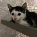 犬とも仲良し白黒ちゃん