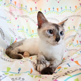 シャム柄仲良し姉妹のエリザベスちゃん