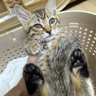 ふわふにゃ毛のトラ柄ゴールドアイ⭐︎