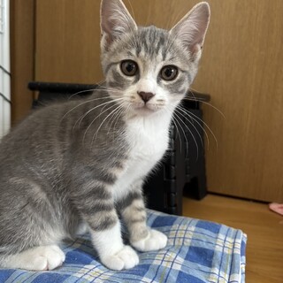 素敵な里親様と出会えました⭐︎たらこくん