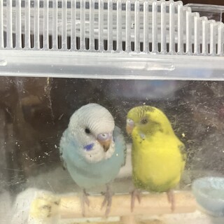 セキセイインコ2羽です。