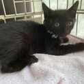 ぼっちで保護された可愛い黒猫オカルン４ヶ月