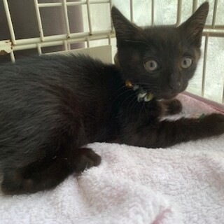 ぼっちで保護された可愛い黒猫オカルン４ヶ月