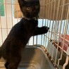 ぼっちで保護された可愛い黒猫オカルン４ヶ月 サムネイル2