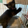 ぼっちで保護された可愛い黒猫オカルン４ヶ月 サムネイル3