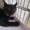 ぼっちで保護された可愛い黒猫オカルン４ヶ月 サムネイル4