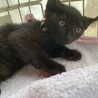 ぼっちで保護された可愛い黒猫オカルン４ヶ月 サムネイル5