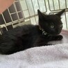 ぼっちで保護された可愛い黒猫オカルン４ヶ月 サムネイル6