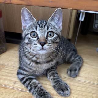 おにぎり４兄弟！元気いっぱい⭐︎こんぶくん