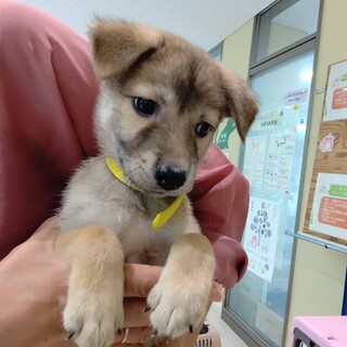 1ヶ月半の男の子　ぜんくん