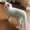 キュートなシロちゃん（首輪なし） サムネイル2