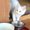 キュートなシロちゃん（首輪なし） サムネイル3
