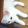 キュートなシロちゃん（首輪なし） サムネイル4