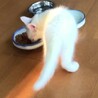キュートなシロちゃん（首輪なし） サムネイル5