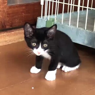 元気な白黒ハチワレくん