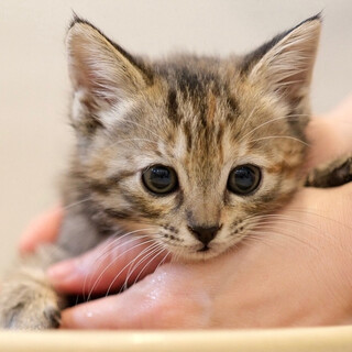 【花筏（はないかだ）】泰然自若・きじ・女の子
