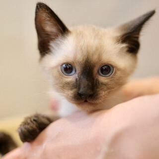 翠雨♡家族ができました