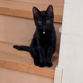 好奇心旺盛なクロネコくん！