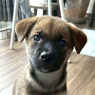 【生後2ヶ月・むっくりちゃん♀】