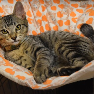 ありがとうです。キジトラ2カ月半♂オフくん