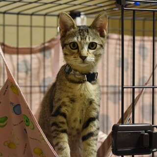 ありがとうです。キジトラ2カ月半♂おっとりマルくん