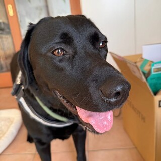 黒ラブ　ライムくん　里親様募集☆