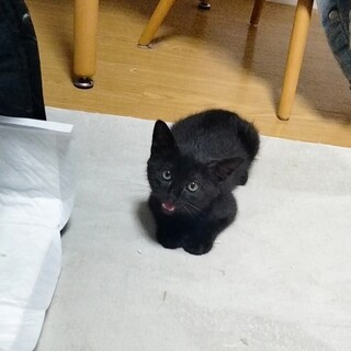 黒猫♂2ヶ月〜3ヶ月　抜群の可愛さです！