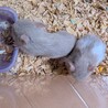 (7/3更新）ゴールデンハムスター2〜3匹 サムネイル6