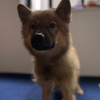 保健所からレスキュー！　フワモコのピオーネ君！