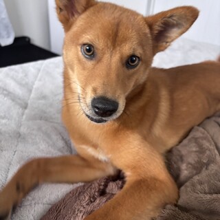 保健所からレスキュー！　賢いカリーナちゃん！