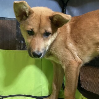 保健所からレスキュー！　優しいパズー君！