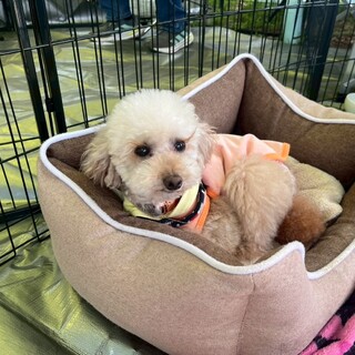 クリンとしたまつげがチャームポイント「ぷぷ」♪