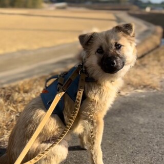 幼さと美しさをもったちょっとシャイなかぐや姫♪