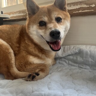 素敵なご縁がありました甘えん坊さんな柴ちゃん