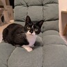 甘えん坊♡白黒タキシードの可愛い家族募集 サムネイル5