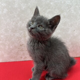 グレー2ヶ月！可愛い肉球、まんまるお目目❤くるみ